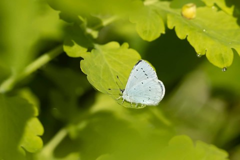Holly blue butterfly (Celastrina argiolus) adult insect resting on a plant leaf in summer, England,