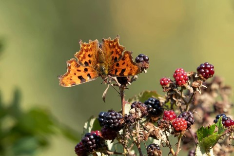 Comma butterfly (Polygonia c-album) adult insect on blackberries fruit in autumn, England, United