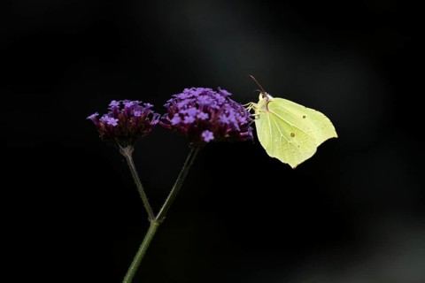 Brimstone butterfly (Gonepteryx rhamni) adult insect feeding on garden Verbena bonariensis flowers