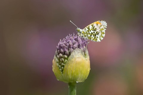 Orange tip butterfly (Anthocharis cardamines) adult insect resting on a garden Allium flower bud in