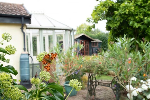 Comma butterfly (Polygonia c-album) adult insect feeding on Ivy flowers in a garden in summer,