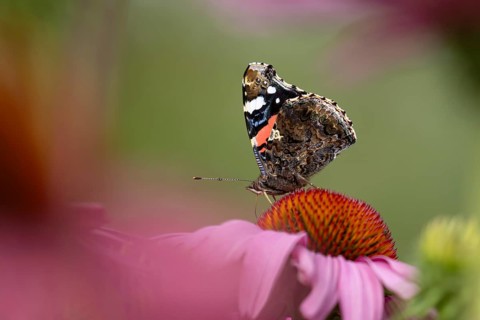 Red admiral butterfly (Vanessa atalanta) adult insect feeding on a garden purple Coneflower