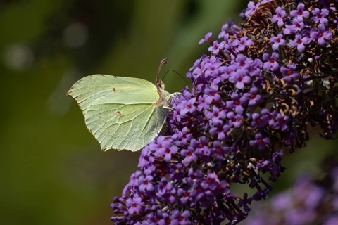 Brimstone butterfly (Gonepteryx rhamni) adult insect feeding on garden purple Buddleia or Buddleja