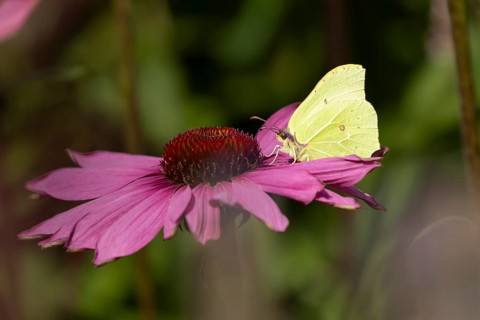 Brimstone butterfly (Gonepteryx rhamni) adult insect feeding on garden purple Coneflower (Echinacea
