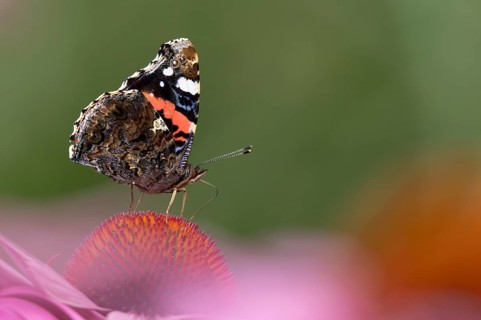 Red admiral butterfly (Vanessa atalanta) adult insect feeding on a garden purple Coneflower