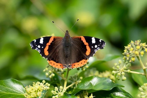 Red admiral butterfly (Vanessa atalanta) adult insect feeding on Ivy flowers in autumn, England,