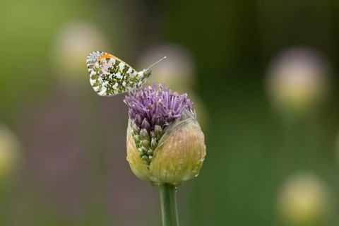 Orange tip butterfly (Anthocharis cardamines) adult insect resting on a garden Allium flower bud in