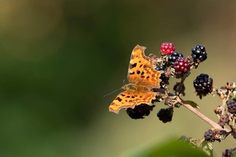 Comma butterfly (Polygonia c-album) adult insect on a blackberry fruit in autumn, England, United