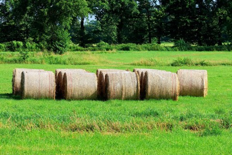 Pressed hay bales, animal feed on a mowed meadow, Schleswig-Holstein, Germany