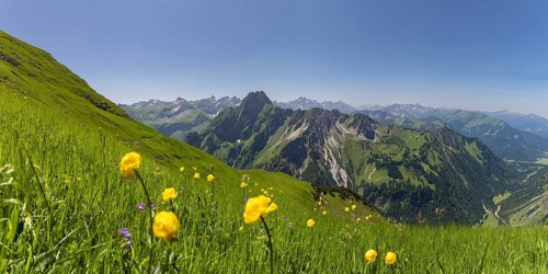 Mountain panorama with troll flowers (Trollius europaeus) from Laufbacher-Eckweg to Höfats 2259m,