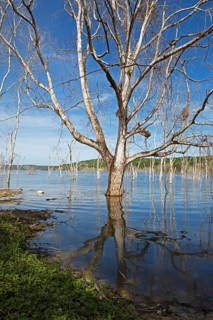 Dead trees in Lake Yaxha, Yaxha-Nakum-Naranjo National Park, Biósfera Maya Nature Reserve,