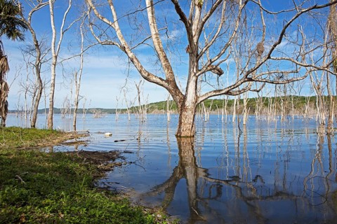 Dead trees in Lake Yaxha, Yaxha-Nakum-Naranjo National Park, Biósfera Maya Nature Reserve,