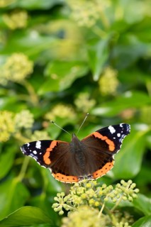 Red admiral butterfly (Vanessa atalanta) adult insect feeding on Ivy flowers in autumn, England,