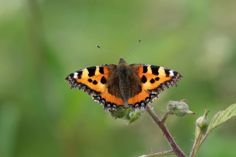 Small tortoiseshell butterfly (Aglais urticae) adult insect feeding on bramble flowers in summer,