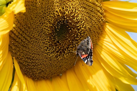 Red admiral butterfly (Vanessa atalanta) adult insect feeding on a garden sunflower flower in