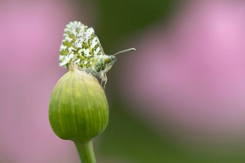Orange tip butterfly (Anthocharis cardamines) adult insect resting on a garden Allium flower bud in