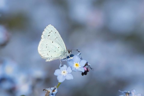 Holly blue butterfly (Celastrina argiolus) adult insect feeding on a garden Forget-me-not flower in