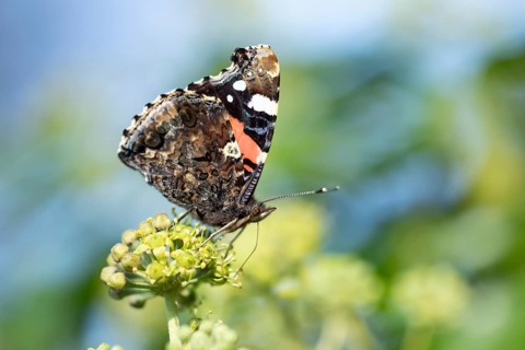 Red admiral butterfly (Vanessa atalanta) adult insect feeding on Ivy flowers in autumn, England,
