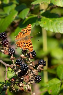 Comma butterfly (Polygonia c-album) adult insect on a blackberry fruit in autumn, England, United