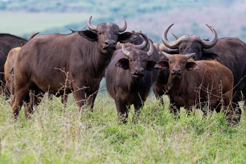 Group of African buffalos (Syncerus caffer) in the savannah, KwaZulu Natal province, South Africa
