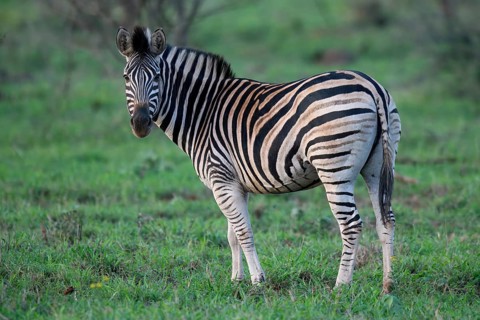 Burchell's zebra (Equus burchellii), KwaZulu Natal province, South Africa