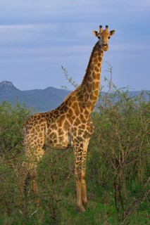 South African giraffe or Cape giraffe (Giraffa giraffa giraffa or Giraffa camelopardalis giraffa),