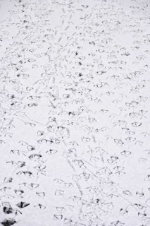 Traces of ducks in snow, winter, Germany