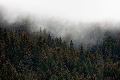 Dense forest on mountain slopes, mystical fog sweeping through the forest, Kenai Fjords National