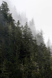 Dense forest on mountain slopes, mystical fog sweeping through the forest, Kenai Fjords National