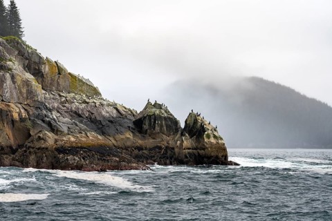 Rocky coast with birds, coastal landscape, Kenai Fjords National Park, Kenai Peninsula, Alaska, USA