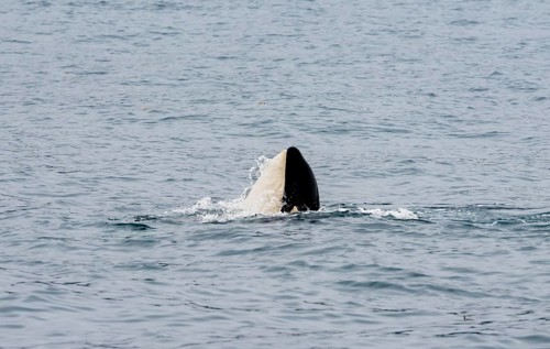 Killer whale (Orcinus orca), Orca, Resurrection Bay, Kenai Fjords National Park, Kenai Peninsula,