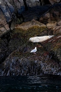 Harbour seal (Phoca vitulina) lying on rocks on the coast, Kenai Fjords National Park, Kenai