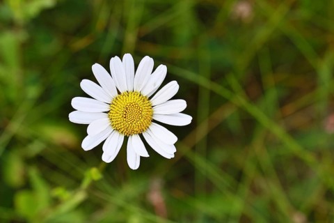 Daisy (Leucanthemum vulgare), flower in a meadow, close-up, macro, Wilnsdorf, North