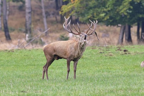 Red deer (Cervus elaphus) during the rutting season, a large stag roaring in a forest clearing,