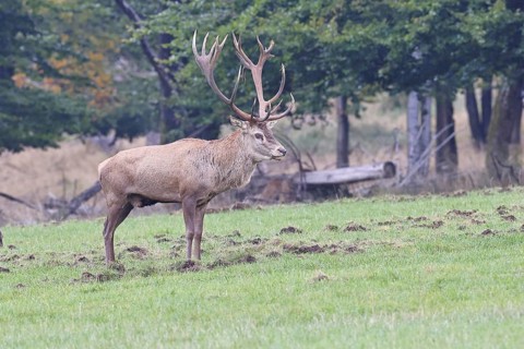 Red deer (Cervus elaphus) during the rutting season, capital stag in a forest clearing, wildlife,