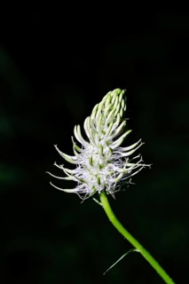 Spiked rampion (Phyteuma spicatum), greenish-white flowers in a forest clearing, Wilnsdorf, North