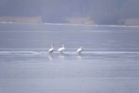 Three swans on a frozen lake, winter, Germany