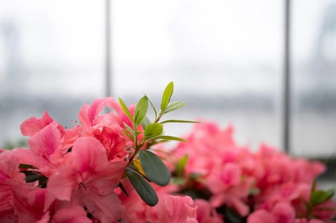 Indian azalea, (Rhododendron simsii), flowers, Stuttgart, Baden-Württemberg, Germany