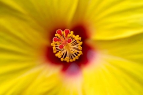 Close-up, detail, pistil, flower, yellow hibiscus (Hibiscus brackenridgei) iStuttgart,