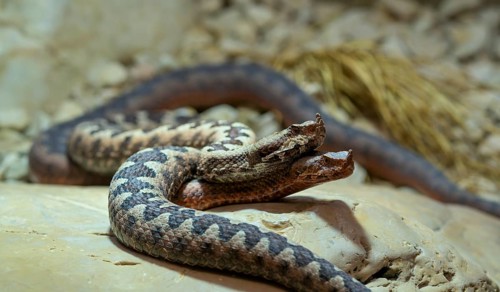 European horned viper (Vipera ammodytes), also sand viper, sand adder or European sand viper, pair,