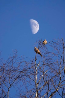 Pigeons in winter, sky with moon, Germany