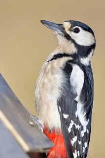 Great spotted woodpecker (Dendrocopos major), male, animal portrait, close-up, Wilnsdorf, North