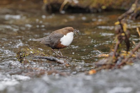 White-throated White-throated Dipper (Cinclus cinclus) standing with prey on a stone in the middle
