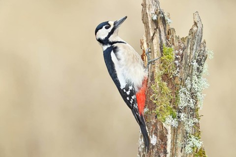 Great spotted woodpecker (Dendrocopos major), male, foraging on a tree stump overgrown with moss