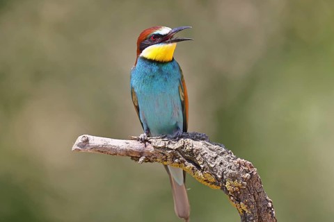 European bee-eater (Merops apiaster) sitting on a branch covered with green lichen, Lake Neusiedl,