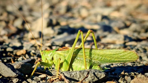 Close-up of a grasshopper Great green bush cricket (tettigonia viridissima) on stony ground in