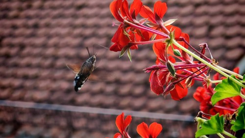 Close-up of dove tail (macroglossum stellatarum) butterfly hovering next to a red flower near a