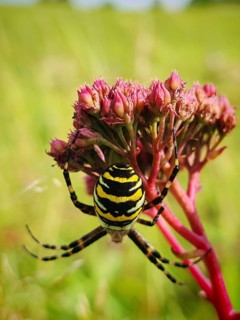 Close-up of a wasp spider (argiope bruennichi) on a flower in the middle of a green meadow, sunny