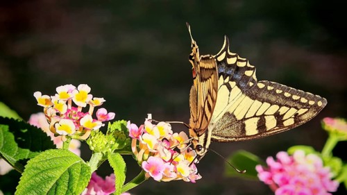 A yellow butterfly swallowtail (papilio machaon) nibbling on bright flowers in close-up, Montenegro