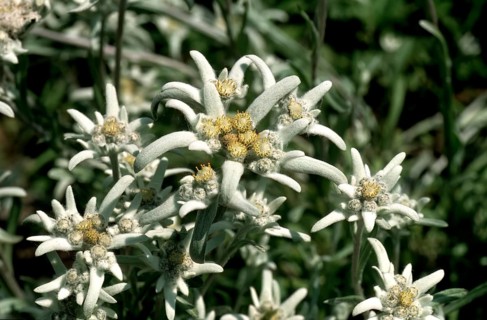 Alpine edelweiss, Leontopodium nivale, plant species from the genus Leontopodium (edelweiss) within